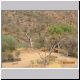 Alice Springs - Desert Park (4).jpg